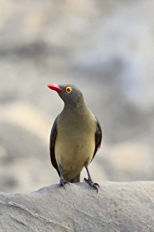 Images Dated 31st October 2006: Red-billed oxpecker (Buphagus erythrorhynchus)