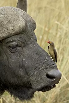 Search Results: Red-billed oxpecker (Buphagus erythrorhynchus) and Cape buffalo (African buffalo)
