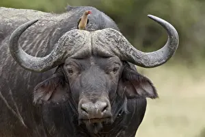 Red-billed oxpecker (Buphagus erythrorhynchus) on a Cape buffalo (African buffalo)
