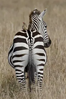 Red-Billed Oxpecker (Buphagus erythrorhynchus) on a Grants Zebra (Plains Zebra)