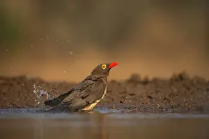 Impact Prints: Red-billed oxpecker (Buphagus erythrorynchus) bathing