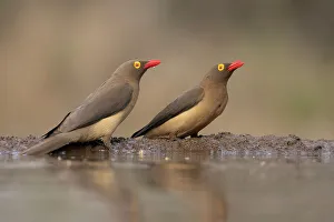 Drinking Prints: Red-billed oxpeckers (Buphagus erythrorynchus), Zimanga game reserve, South Africa