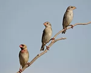 Images Dated 9th April 2011: Three red-billed quelea (Quelea quelea), Kgalagadi Transfrontier Park