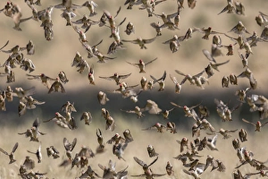 Red-billed quelea (Quelea quelea) flocking at water, Kgalagadi Transfrontier Park