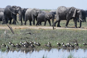 Loxodonta Prints: Red-billed teal (Anas erythrorhyncha), Savuti Marsh, Chobe National Park, Botswana