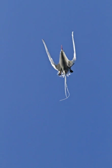 Moving Upwards Prints: Red-billed tropicbird (Phaethon aethereus)