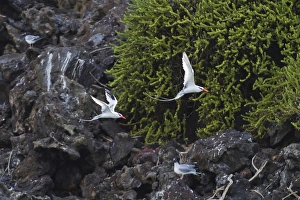 Punta Pitt Prints: Red-billed tropicbirds (Phaethon aethereus)