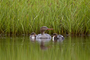 Duck Prints: Red-Breasted Merganser (Mergus serrator) with two chicks, Iceland, Polar Regions
