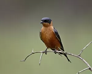 Red-Breasted Swallow (Hirundo semirufa), Hluhluwe Game Reserve, South Africa, Africa
