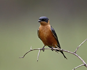 Images Dated 8th November 2007: Red-Breasted Swallow (Hirundo semirufa), Hluhluwe Game Reserve, South Africa, Africa