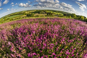 Fish Eye Lens Prints: Red campion (Silene dioica) flowering mass