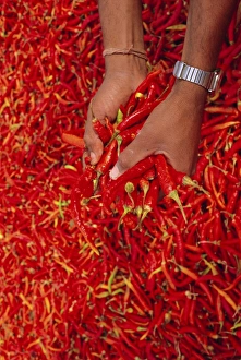 Red chilli peppers