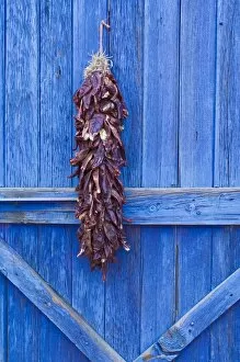 Images Dated 9th July 2008: Red chilli peppers on barn door, New Mexico, United States of America, North America
