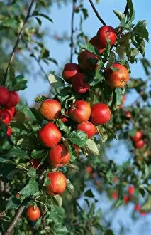 Images Dated 7th December 2006: Red Cider Apples on the Branch of an Apple Tree