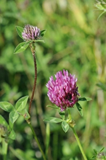 Wild Flowers Prints: Red clover flowerheads (Trifolium pratense)