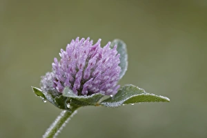 Albert A Prints: Red clover (Trifolium pratense)