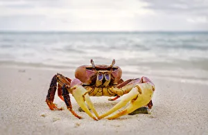 Crab Prints: Red crab, Cocos (Keeling) Islands, Indian Ocean, Asia