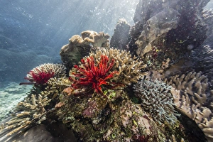 Indonesian Prints: Red crinoid on Tengah Kecil Island