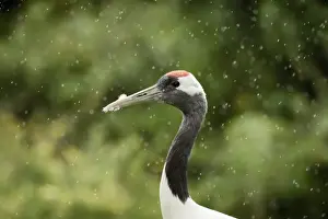 Crane Prints: Red crowned crane (Japanese crane) (Grus Japonensis), United Kingdom, Europe