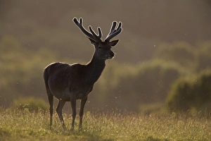 Cervus Elaphus Prints: Red deer (Cervus elaphus)
