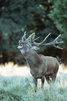 Cervus Elaphus Prints: Red deer (Cervus elaphus), Copenhagen, Denmark, Scandinavia, Europe