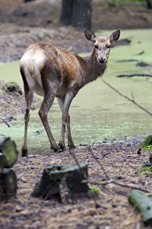 Red deer (Cervus elaphus), Kent, England, United Kingdom, Europe