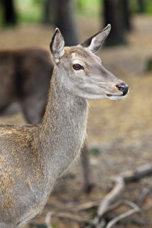 Cervus Elaphus Prints: Red deer (Cervus elaphus), Kent, England, United Kingdom, Europe