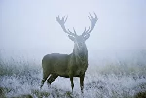 Mist Collection: Red deer (cervus elaphus) stag at dawn during rut in September, UK, Europe