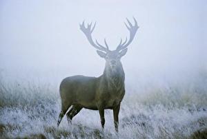 Autumn Gallery: Red deer (cervus elaphus) stag at dawn during rut in September, UK, Europe