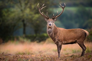 Male Animal Prints: Red deer (cervus elaphus) stag during rut in September, United Kingdom, Europe