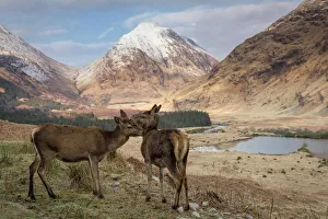 Togetherness Prints: Red deer in Glen Etive, Glencoe, Highlands, Scotland, United Kingdom, Europe