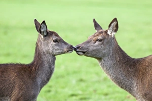 Red deer hind with young (Cervus elaphus), Arran, Scotland, United Kingdom, Europe