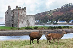 Scottish Prints: Red deer, Lochranza, Isle of Arran, Scotland, United Kingdom, Europe