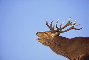 Red Deer Prints: Red deer stag