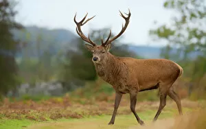 Eye Contact Gallery: Red deer stag, Bradgate Park, Charnwood Forest, Leicestershire, England, United Kingdom