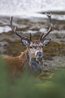 Red deer stag (Cervus elaphus), Arran, Scotland, United Kingdom, Europe