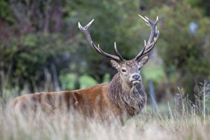 Red deer stag (Cervus elaphus), Arran, Scotland, United Kingdom, Europe