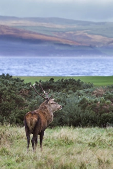 Male Animal Prints: Red deer stag (Cervus elaphus), Isle of Arran, Scotland, United Kingdom, Europe