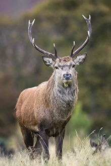 Wild Animals Prints: Red deer stag (Cervus elaphus), Arran, Scotland, United Kingdom, Europe