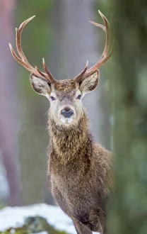 Wild Animals Prints: Red deer stag (Cervus elaphus), Scottish Highlands, Scotland, United Kingdom, Europe