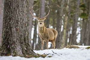 Red deer stag (Cervus elaphus), Scottish Highlands, Scotland, United Kingdom, Europe