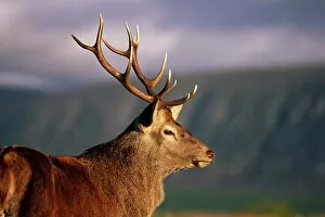 Portraiture Collection: Red deer stag (Cervus elaphus)
