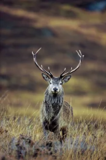 Images Dated 29th February 2008: Red deer stag (Cervus elaphus) in autumn