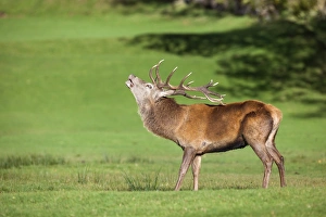 Arran Prints: Red deer stag (Cervus elaphus) roaring, Arran, Scotland, United Kingdom, Europe