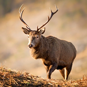 Wild Animals Prints: Red deer stag, Glen Etive, Highlands, Scotland, United Kingdom, Europe