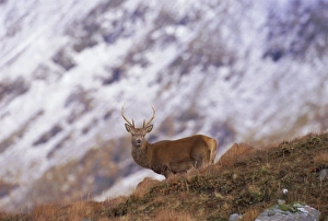 Highland Prints: Red deer stag in the Highlands in February