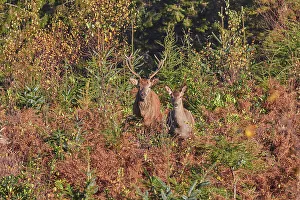 Red Deer Prints: Red Deer stag and hind (female) (Cervus elaphus)