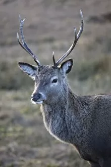 Images Dated 12th February 2010: Red deer stag, Rannoch Moor, near Fort William, Highland, Scotland, United Kingdom