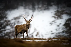 Male Animal Prints: Red deer stag in the snow, Scottish Highlands, Scotland, United Kingdom, Europe