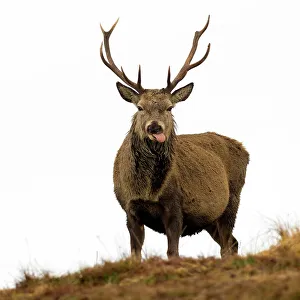 Male Animal Prints: Red Deer Stag sticking out tongue, Scottish Highlands, Scotland, United Kingdom, Europe